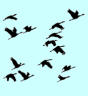 Birds - Aquarius
